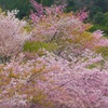 ♪河津桜～静岡市