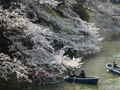 ♪2015の千鳥ヶ淵