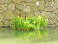 ♪お堀の黄菖蒲♪