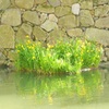 ♪お堀の黄菖蒲♪