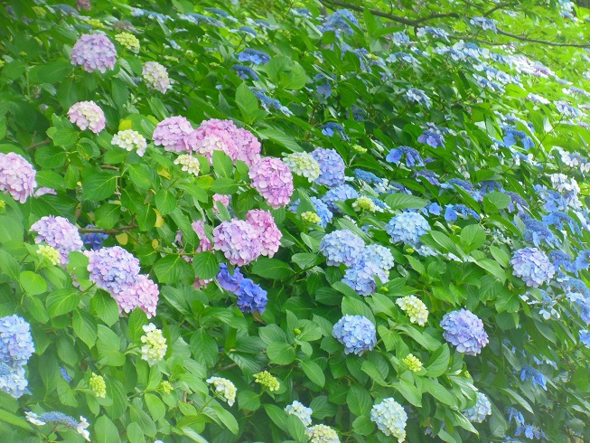 ♪紫陽花～シーパラダイス