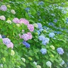 ♪紫陽花～シーパラダイス