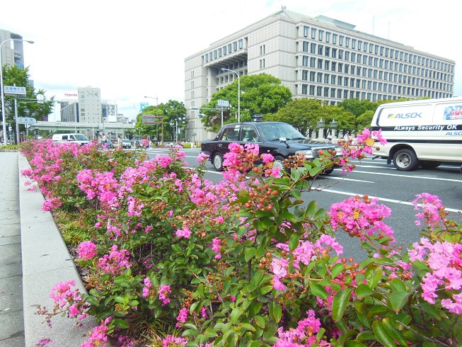 ♪淀屋橋の百日紅