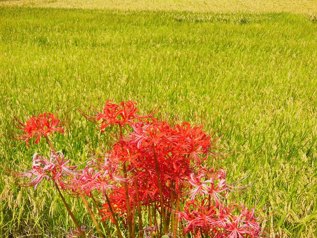 実る稲穂と彼岸花♪