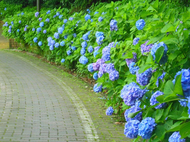 ♪紫陽花～くりはま花の国