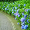 ♪紫陽花～くりはま花の国