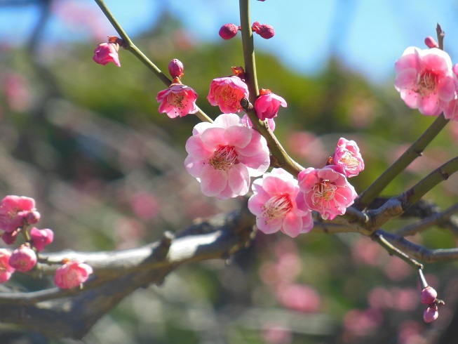 日比谷公園の梅♪