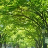 ♪大阪の緑～淀屋橋