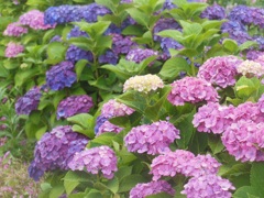 ♪遊歩道の紫陽花♪　(横浜市鴨居)
