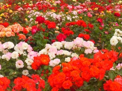 ♪咲き揃う薔薇～鶴舞公園