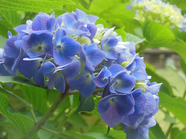 ☆西洋紫陽花の横顔☆(富士電機様)