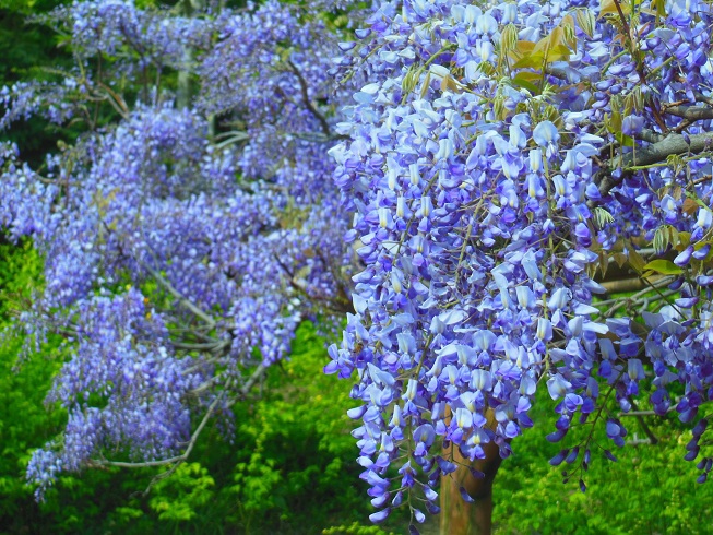 衣笠菖蒲園の藤♪