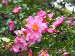 徳川庭園の山茶花♪
