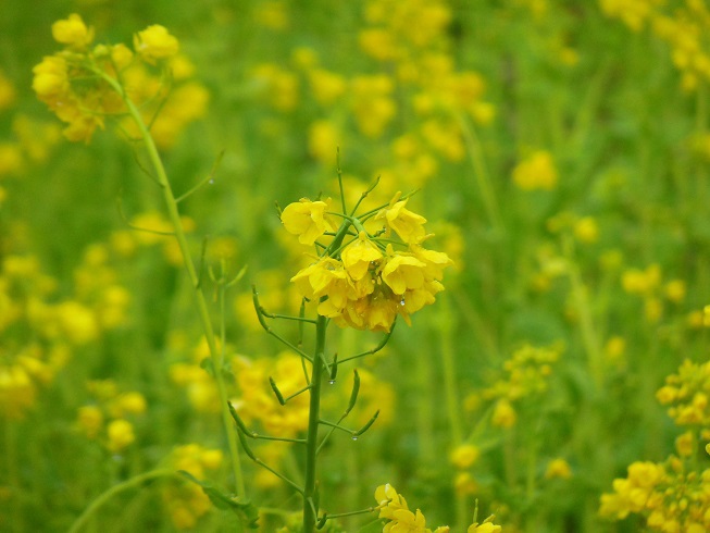 菜の花～白川公園