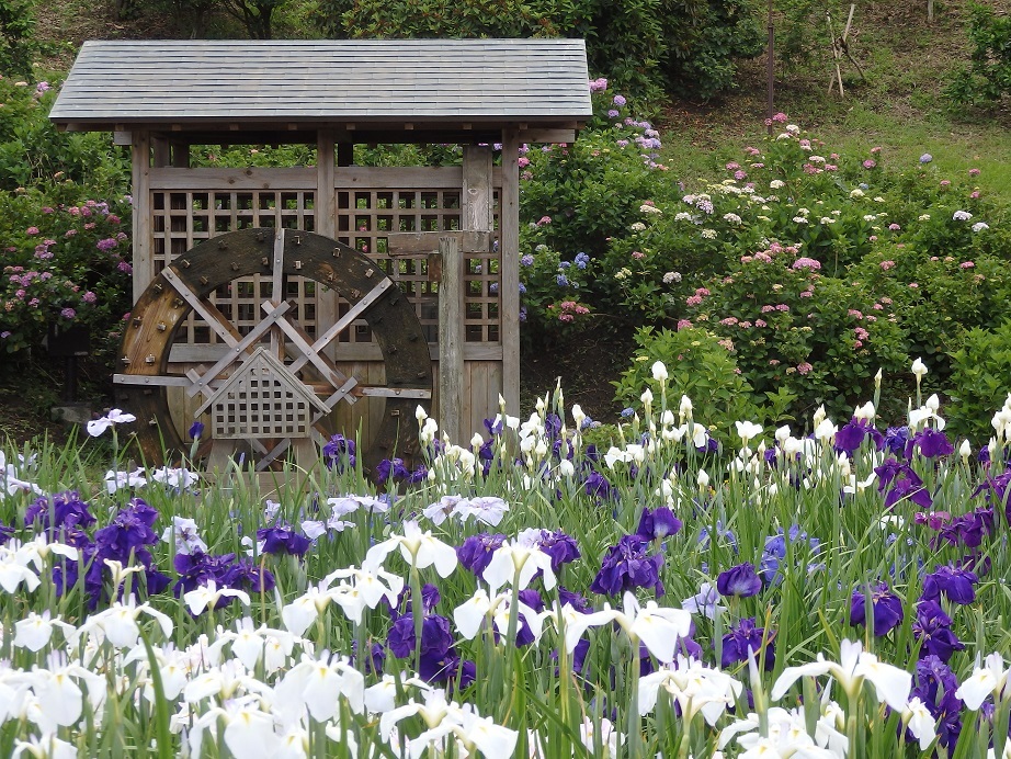 ♪衣笠菖蒲園～水車と紫陽花も＾＾