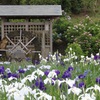 ♪衣笠菖蒲園～水車と紫陽花も＾＾