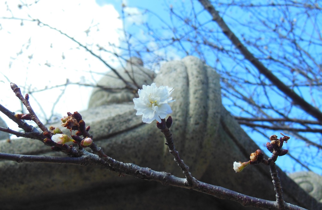 ♪冬桜～徳川庭園