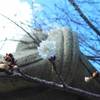 ♪冬桜～徳川庭園