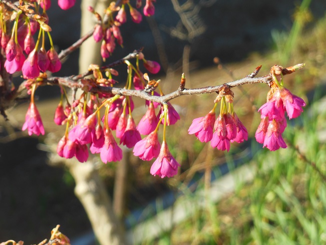 ♪寒緋桜～逗子披露山公園^^