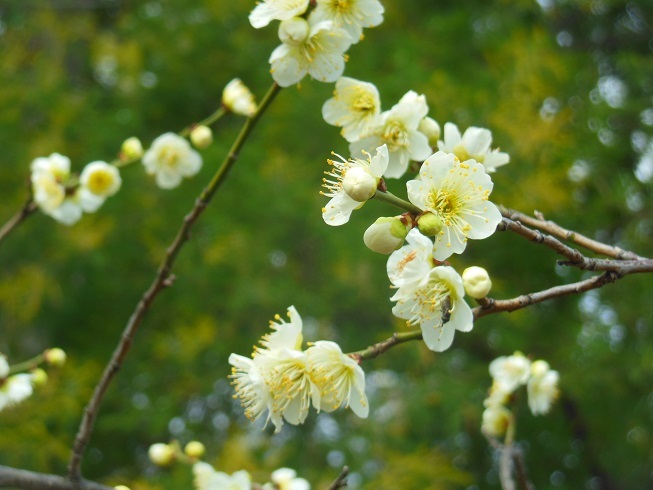 ♪白梅～鶴舞公園