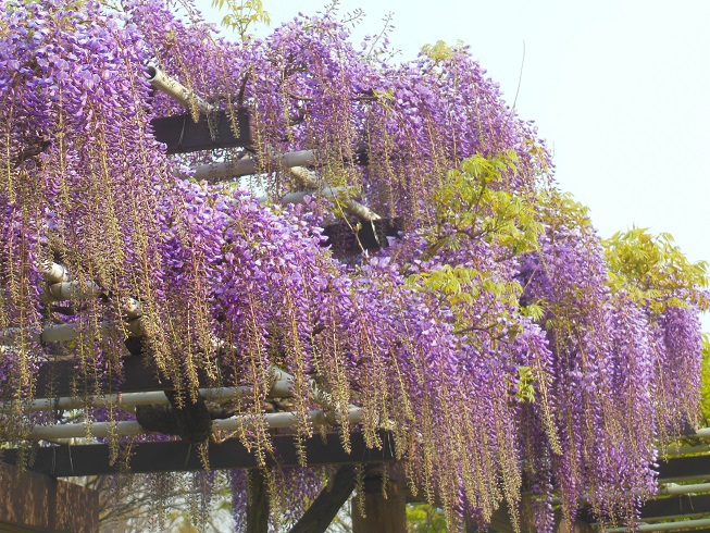 藤の回廊　名古屋