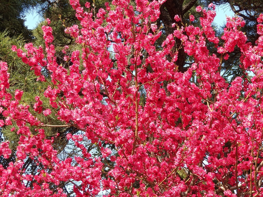 ♪紅梅～グランドプリンス高輪＾＾