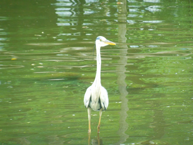 ♪アオサギ～日比谷公園