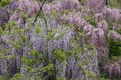 ♪藤～横須賀衣笠菖蒲園