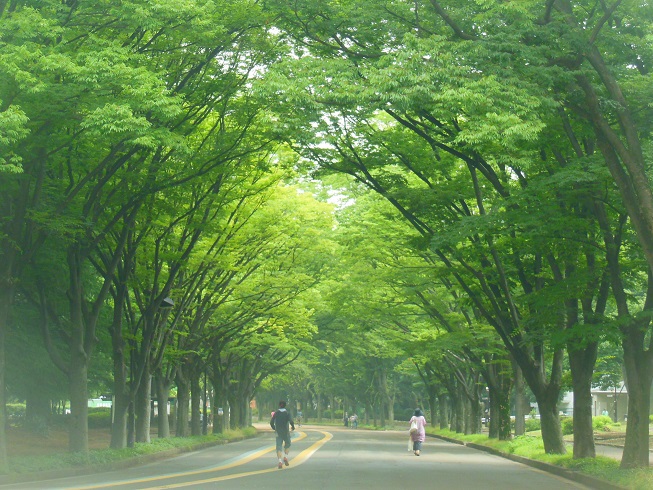 緑の欅並木　駒沢公園