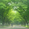 緑の欅並木　駒沢公園