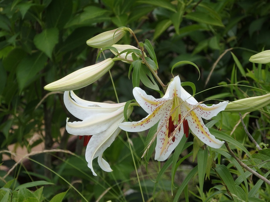 ♪葉山あじさい公園～山百合