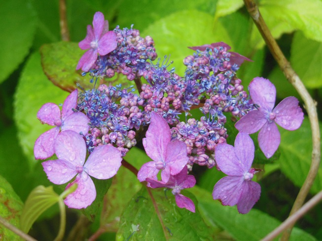 山紫陽花♪　北鎌倉