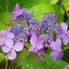 山紫陽花♪　北鎌倉