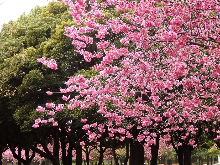 ♪岸根公園の桜