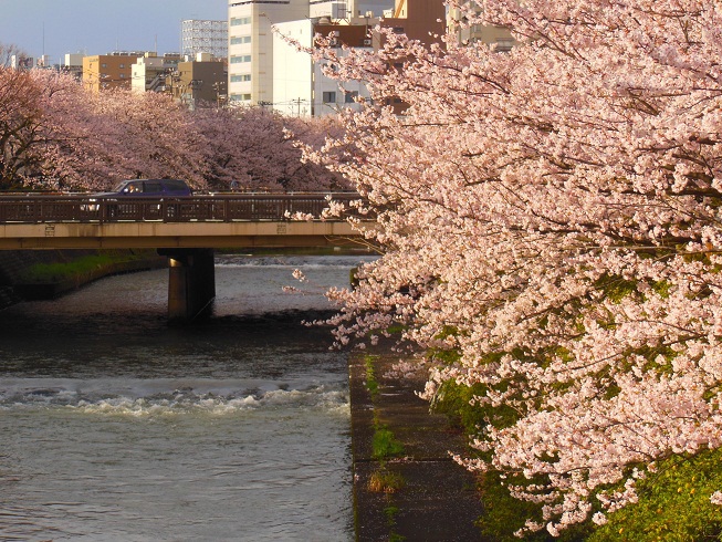 桜が満開♫　富山市