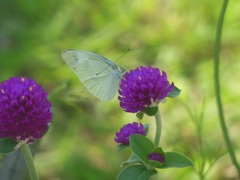天王洲運河で見かけた蝶♪