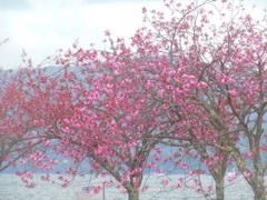 ♪八重桜～山中湖