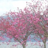 ♪八重桜～山中湖
