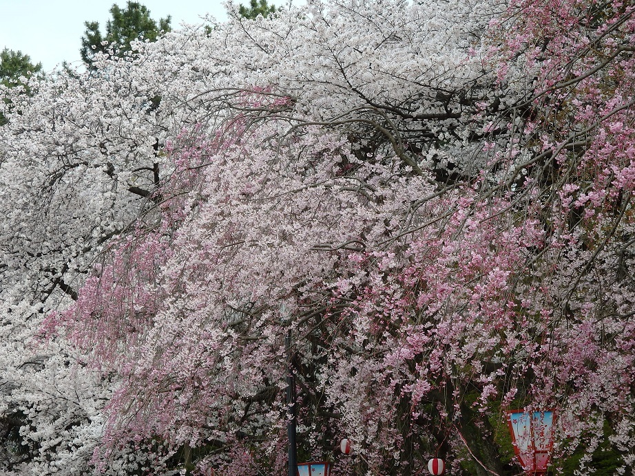 ♪名古屋の桜～名城公園