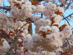 ♪新横浜の八重桜♪
