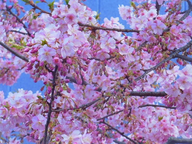 ♪職場近くの河津桜～大和市