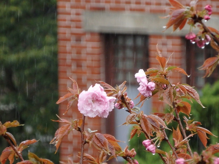 ♪雨の八重桜～神戸