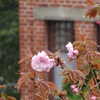 ♪雨の八重桜～神戸