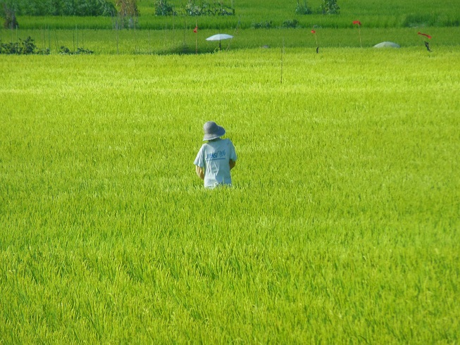 ♪案山子～長野県安曇野