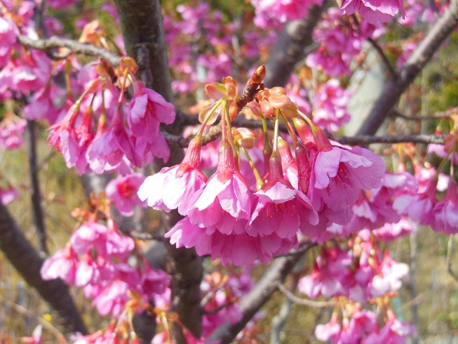 寒緋桜～静岡市清水