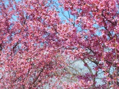 ♪満開桜～新横浜