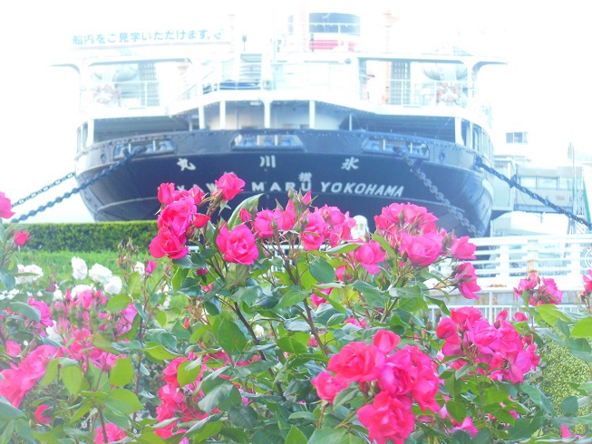♪山下公園の薔薇♪