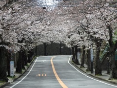 ♪桜のトンネル～逗子市桜山＾＾