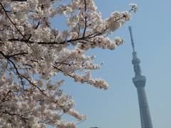 ♪隅田川の桜