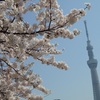 ♪隅田川の桜